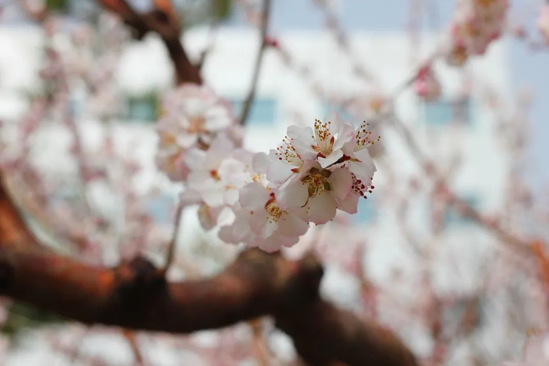 ks��ʱ��վ��(�й���)�ٷ���վ